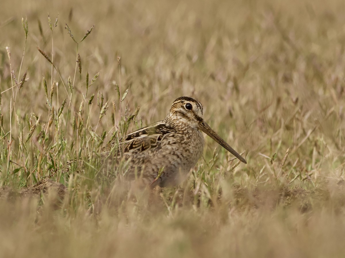 Pin-tailed Snipe - ML647555781