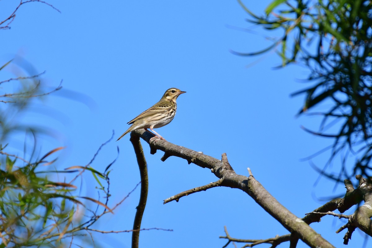 Olive-backed Pipit - ML647555783