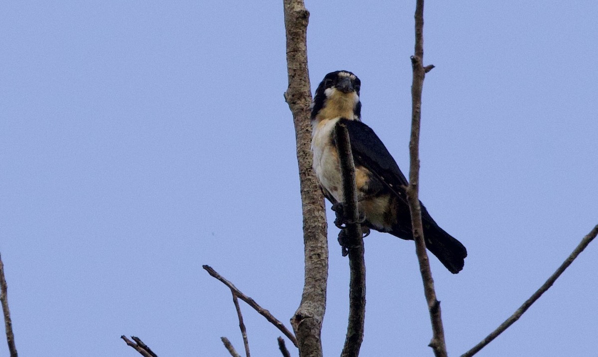 Black-thighed Falconet - ML647555784