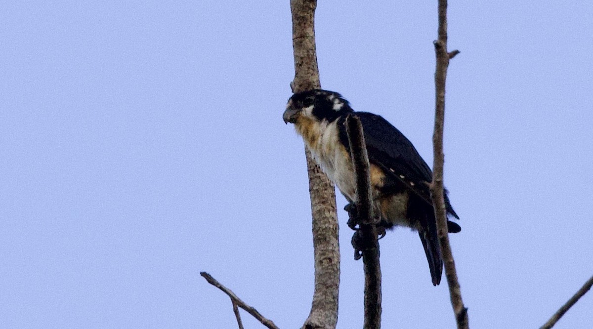 Black-thighed Falconet - ML647555785