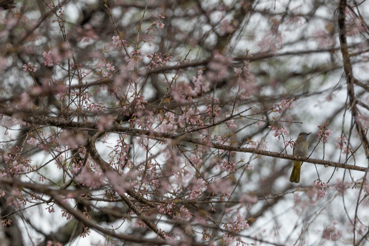 Mountain Bulbul - ML647555787