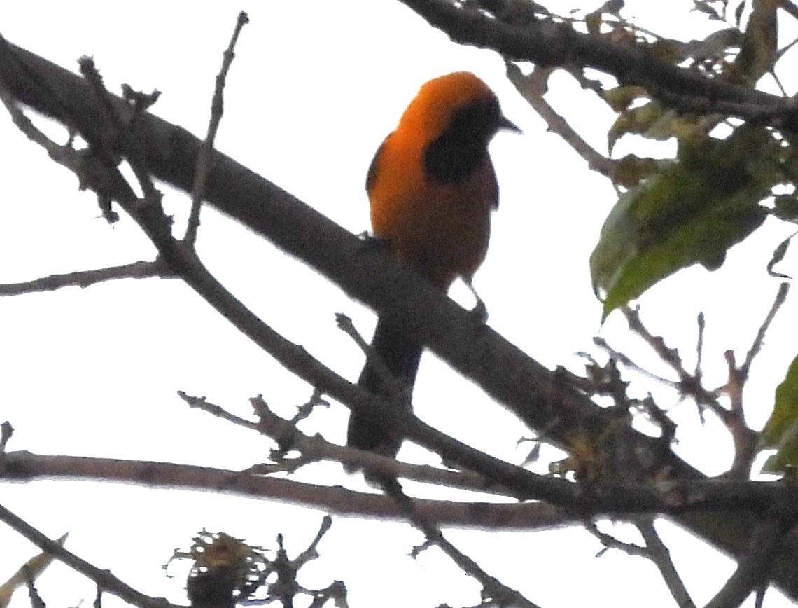 Yellow-backed Oriole - ML647555788