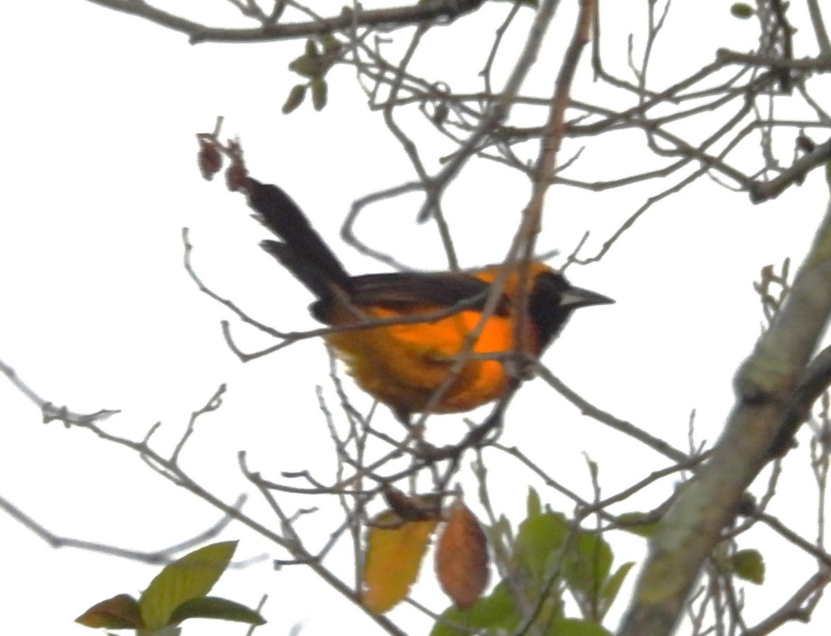Yellow-backed Oriole - ML647555789