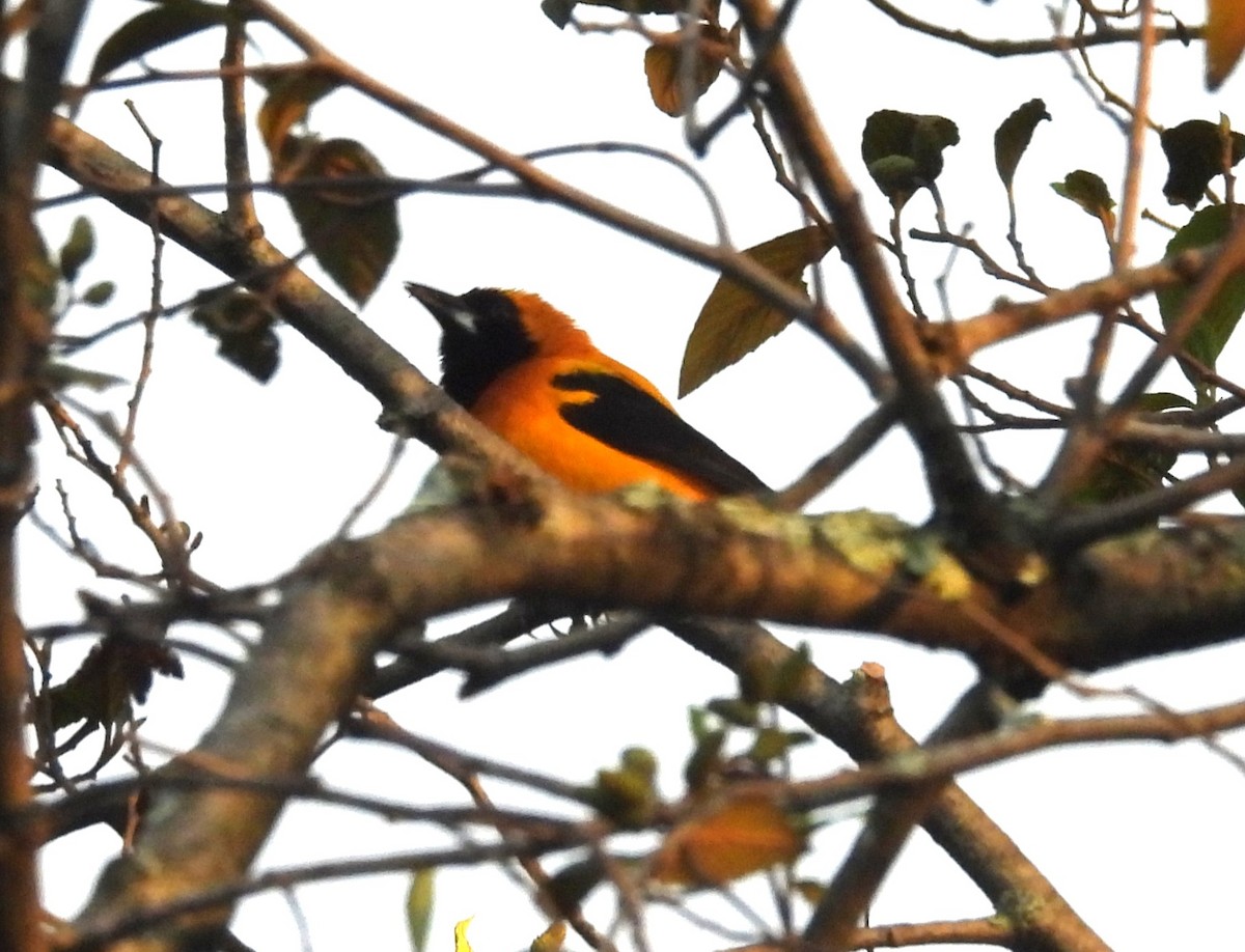 Yellow-backed Oriole - ML647555790