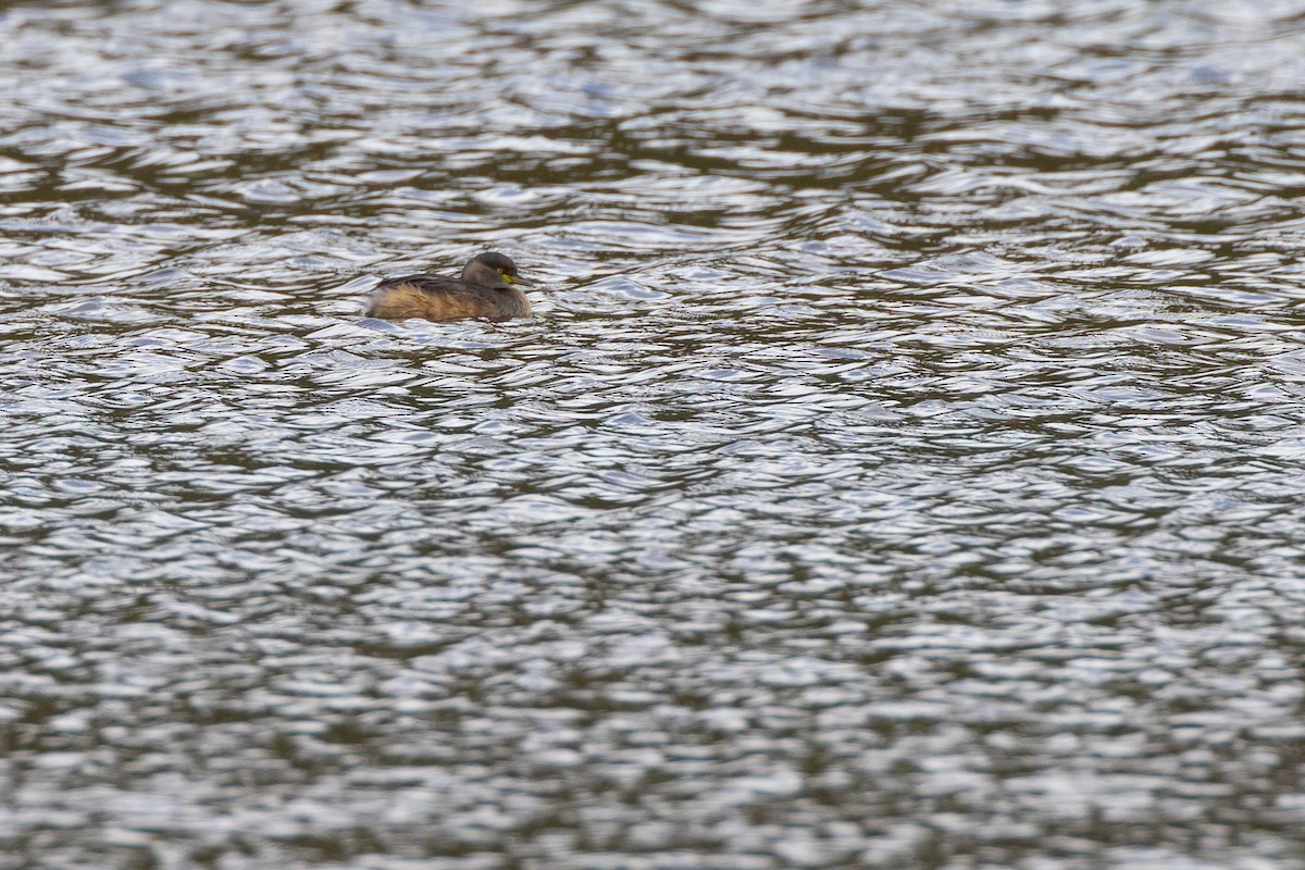Australasian Grebe - ML647555791