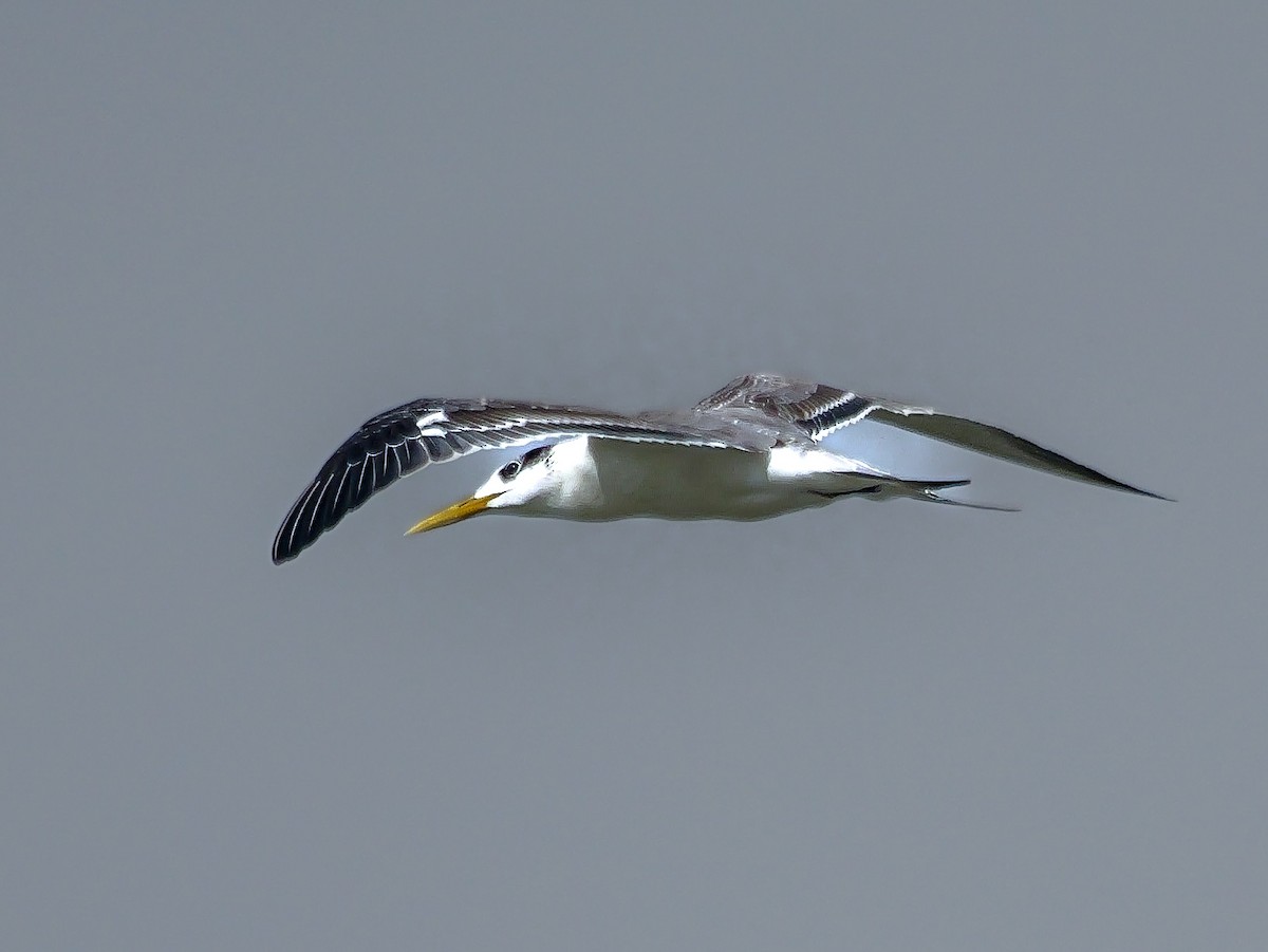 Great Crested Tern - ML647555792