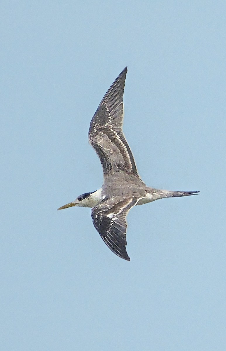Great Crested Tern - ML647555793