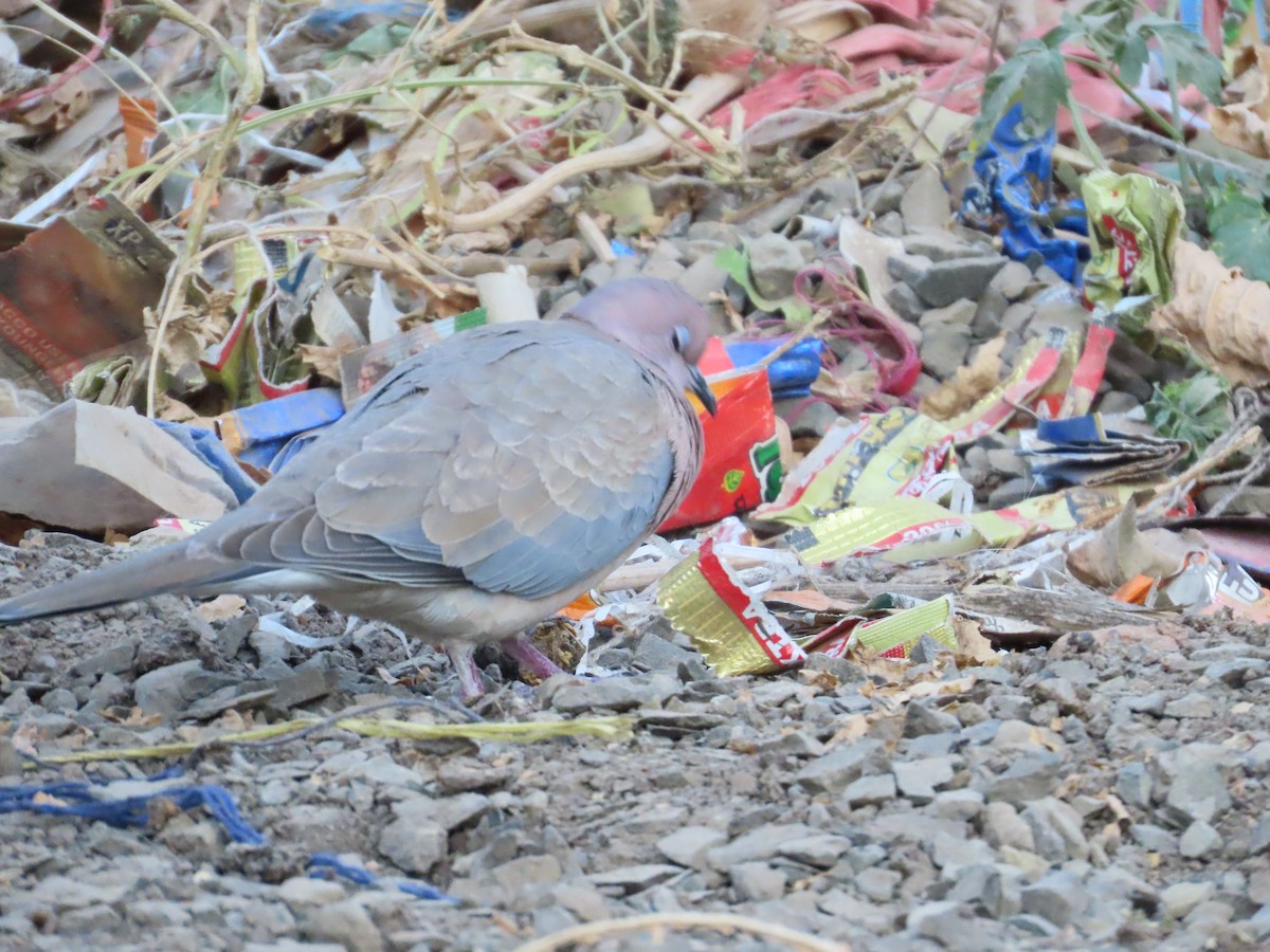 Laughing Dove - ML647555795
