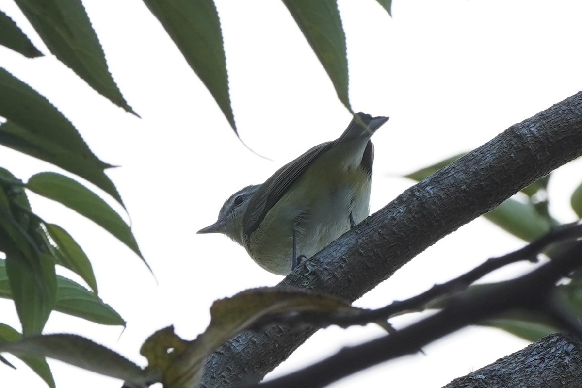 Philadelphia Vireo - ML647555798