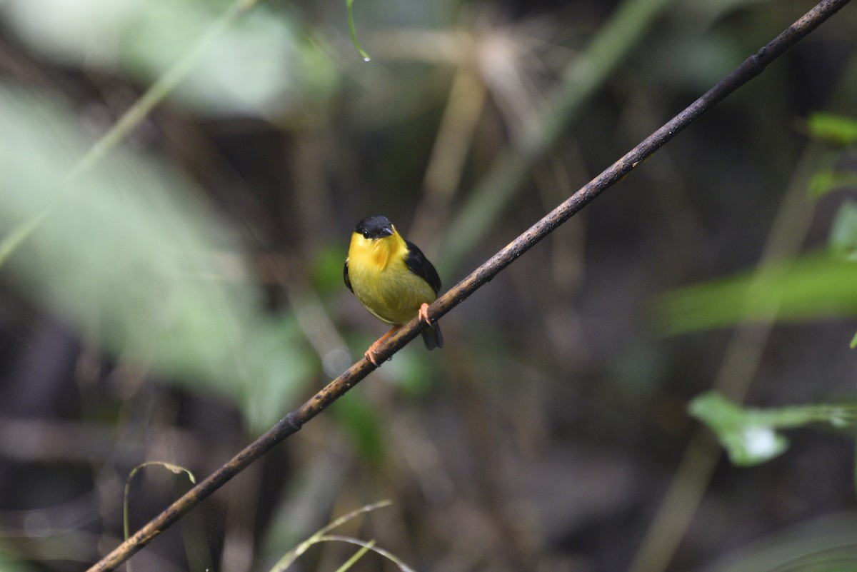 キノドマイコドリ - ML647555812