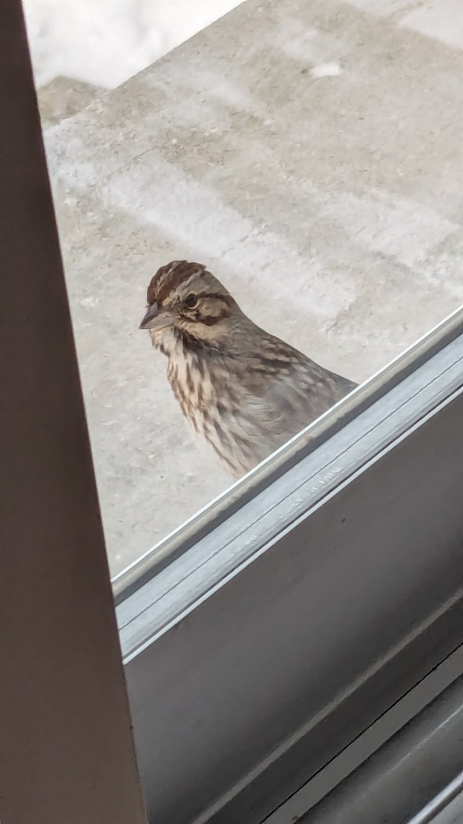 ウタスズメ - ML647555813