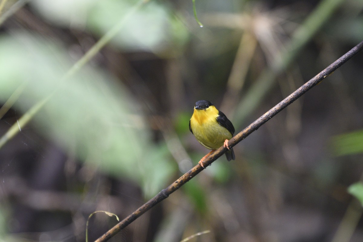 キノドマイコドリ - ML647555814