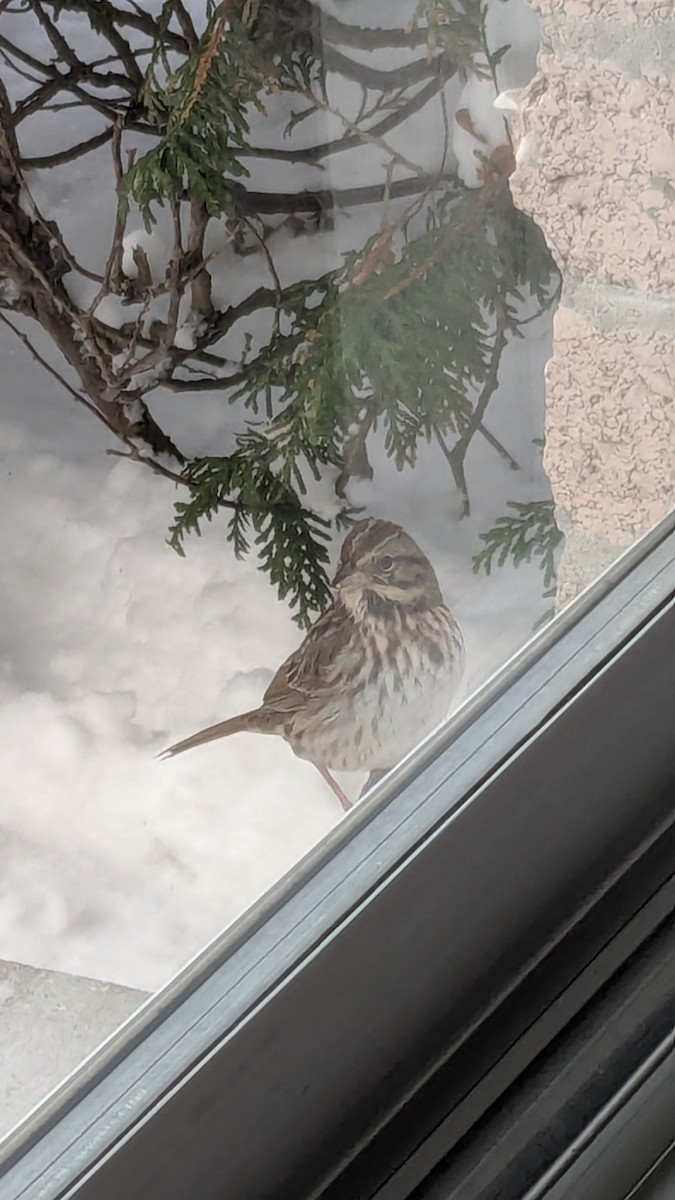 ウタスズメ - ML647555815