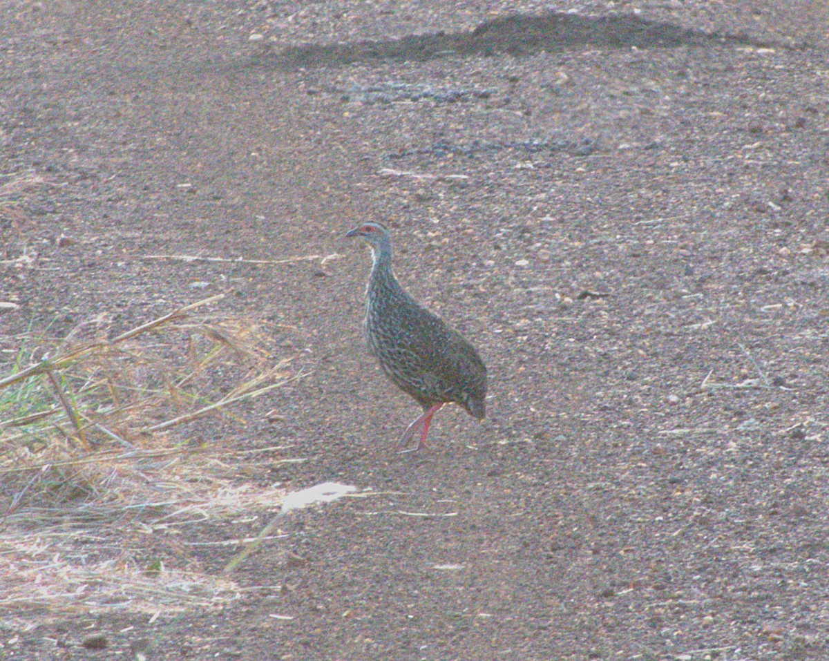 ヒゲシャコ - ML647555816