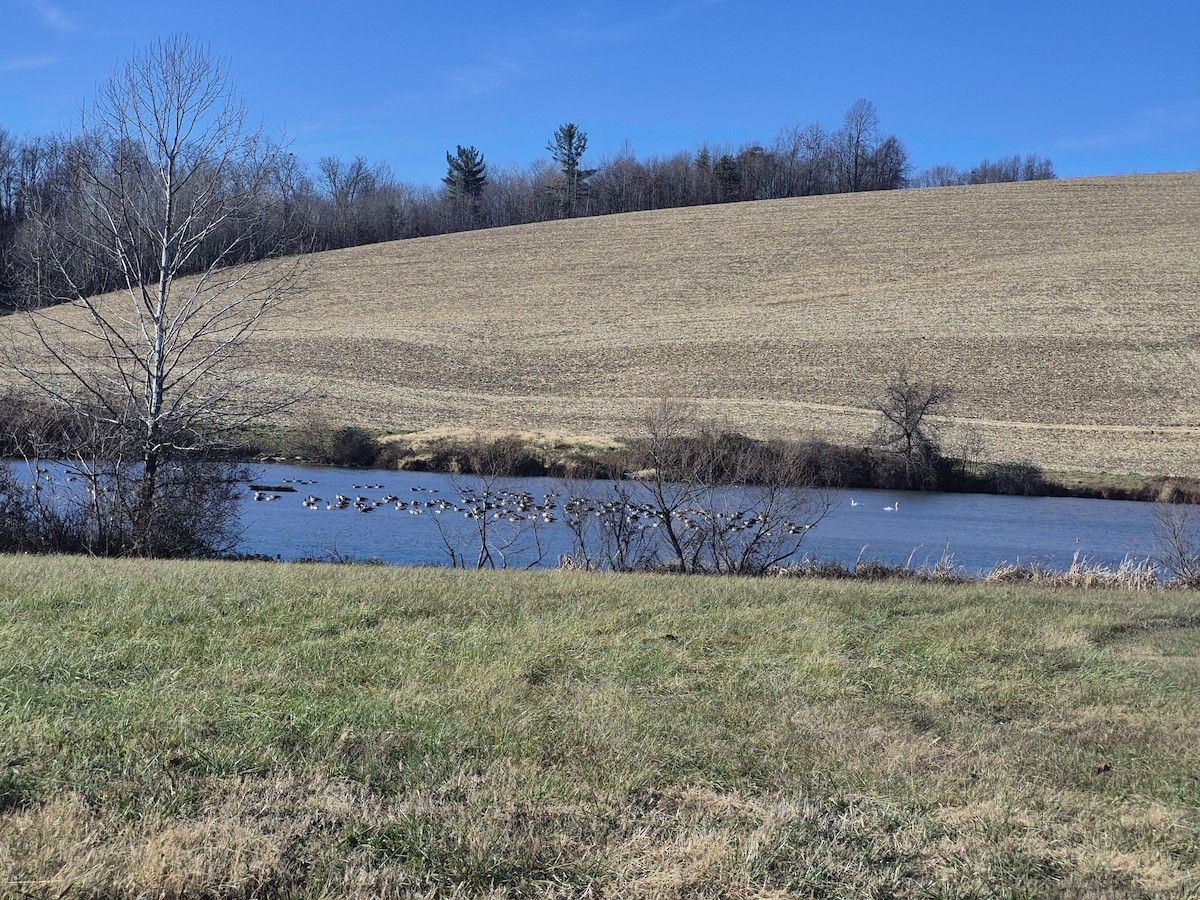 カナダガン - ML647555817