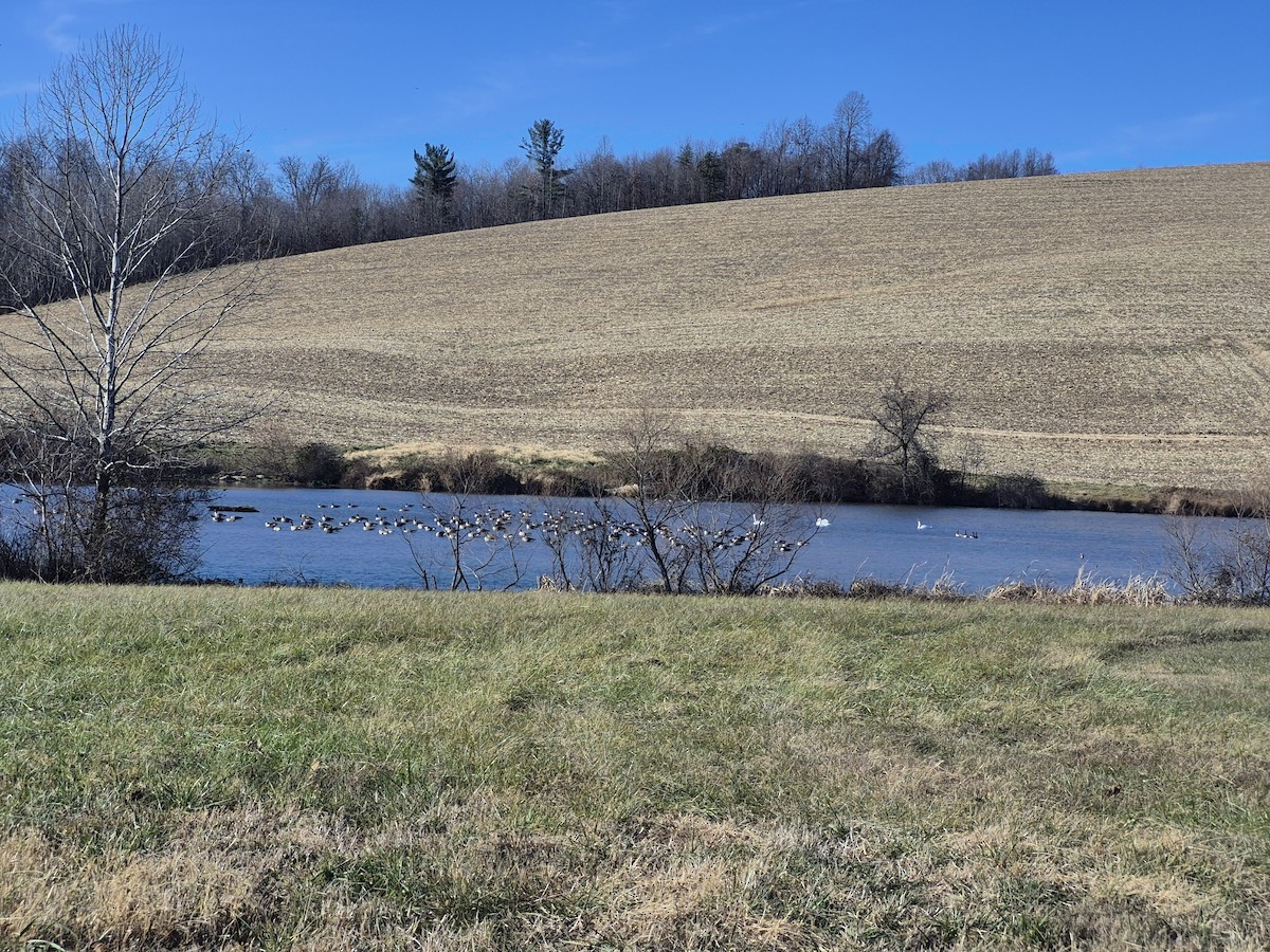 カナダガン - ML647555818