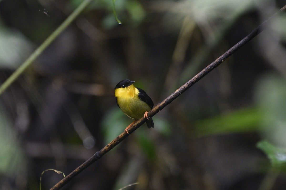 キノドマイコドリ - ML647555819