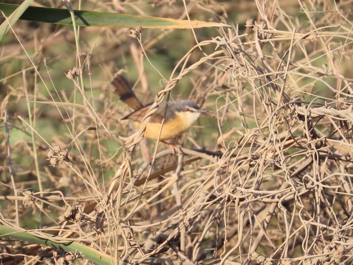 シロハラハウチワドリ - ML647555820