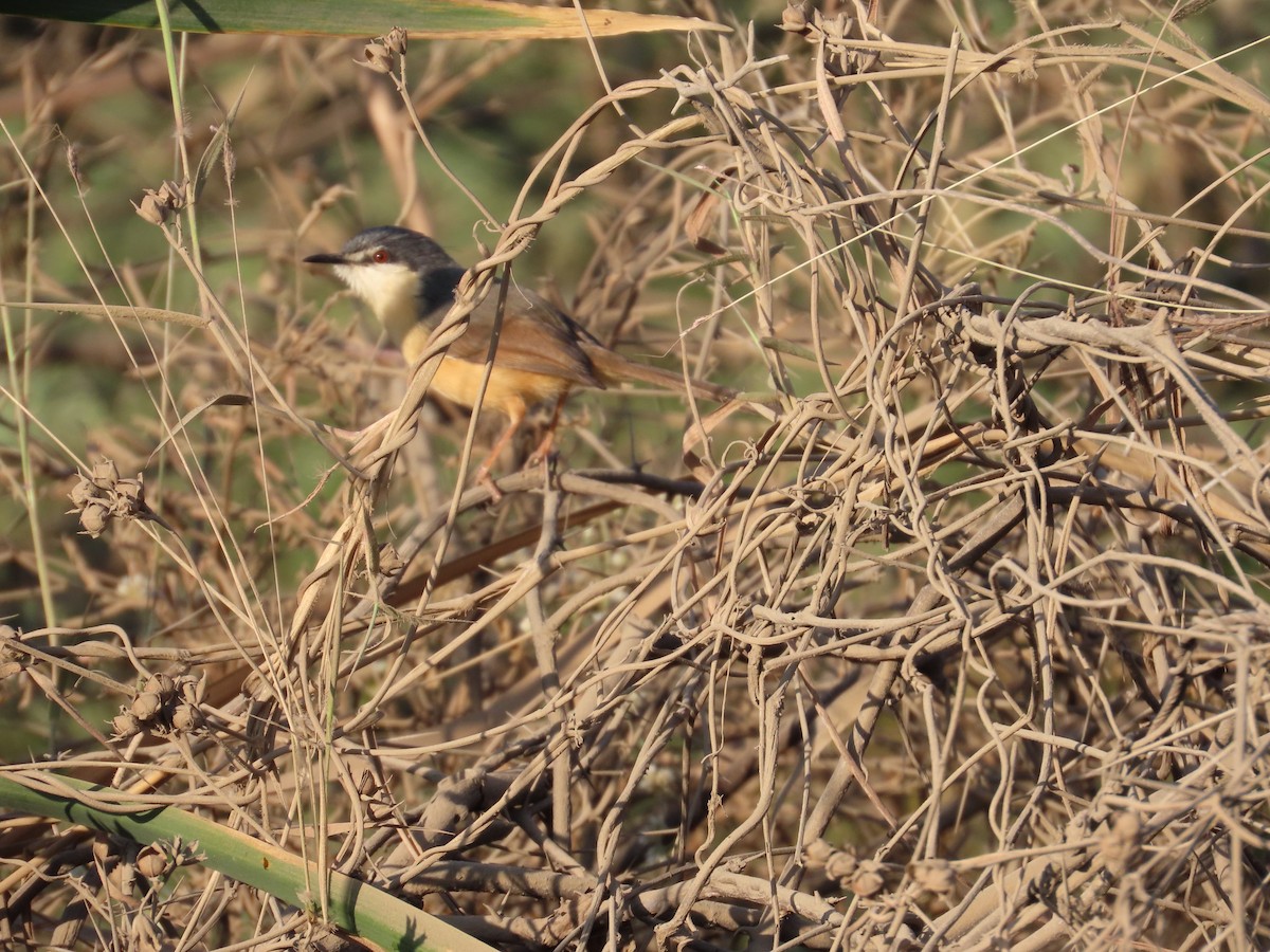 シロハラハウチワドリ - ML647555821