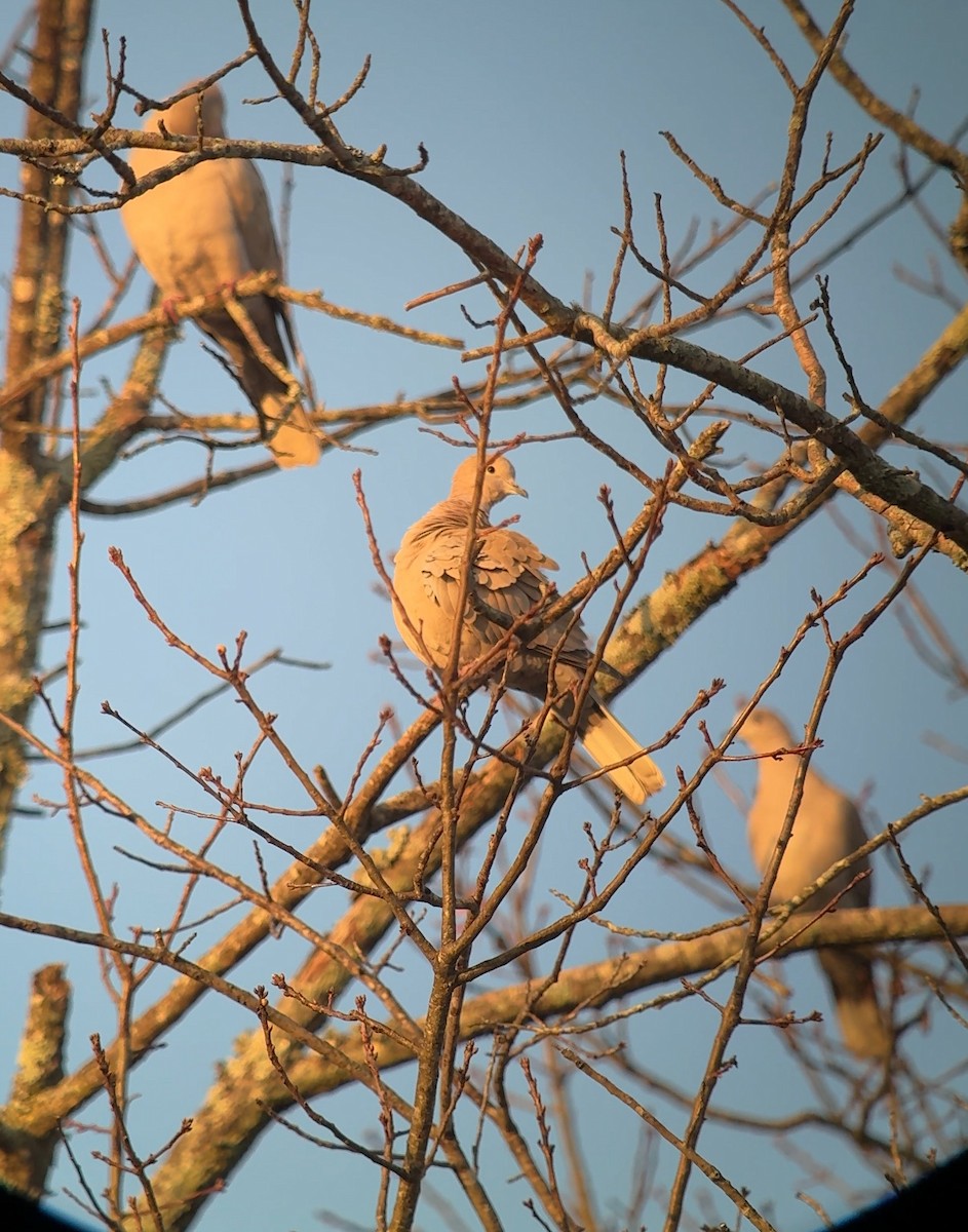 シラコバト - ML647555822