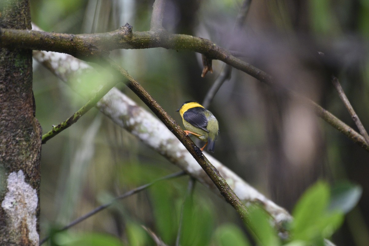 キノドマイコドリ - ML647555823