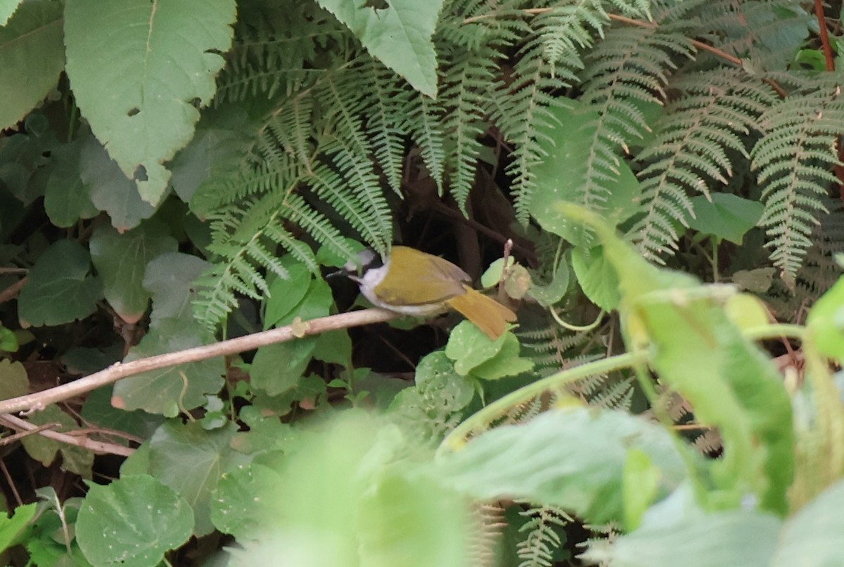 ハイガシラムシクイ - ML647555824