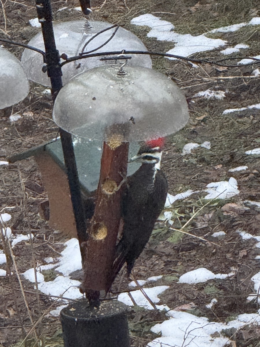 エボシクマゲラ - ML647555828