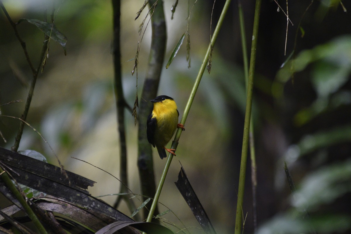 キノドマイコドリ - ML647555829