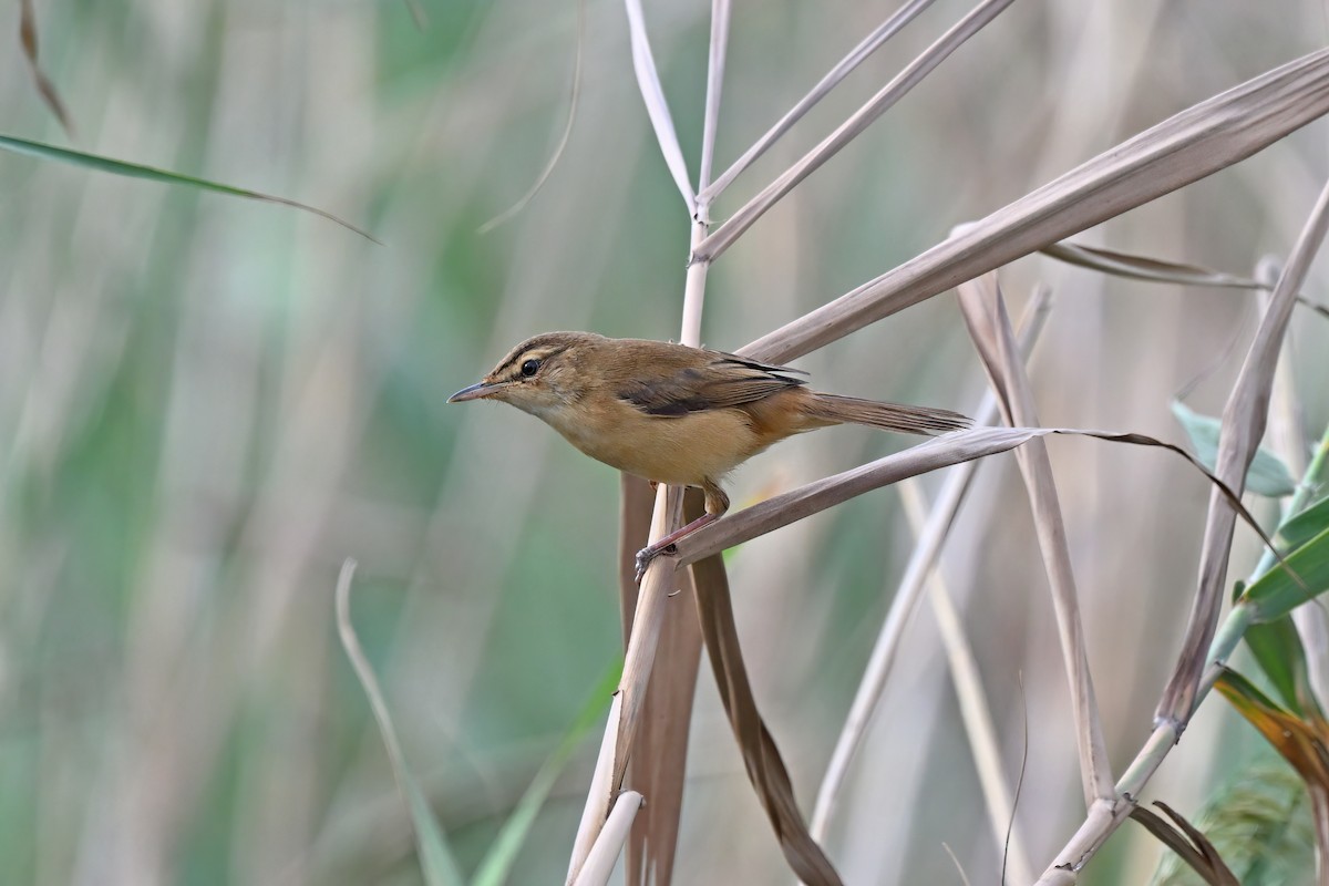 マンシュウイナダヨシキリ - ML647555831