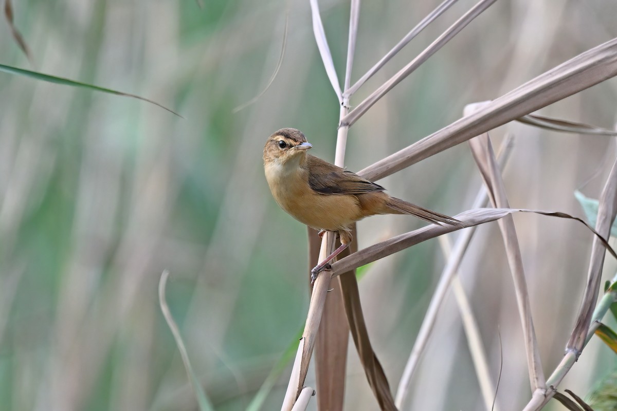 マンシュウイナダヨシキリ - ML647555832