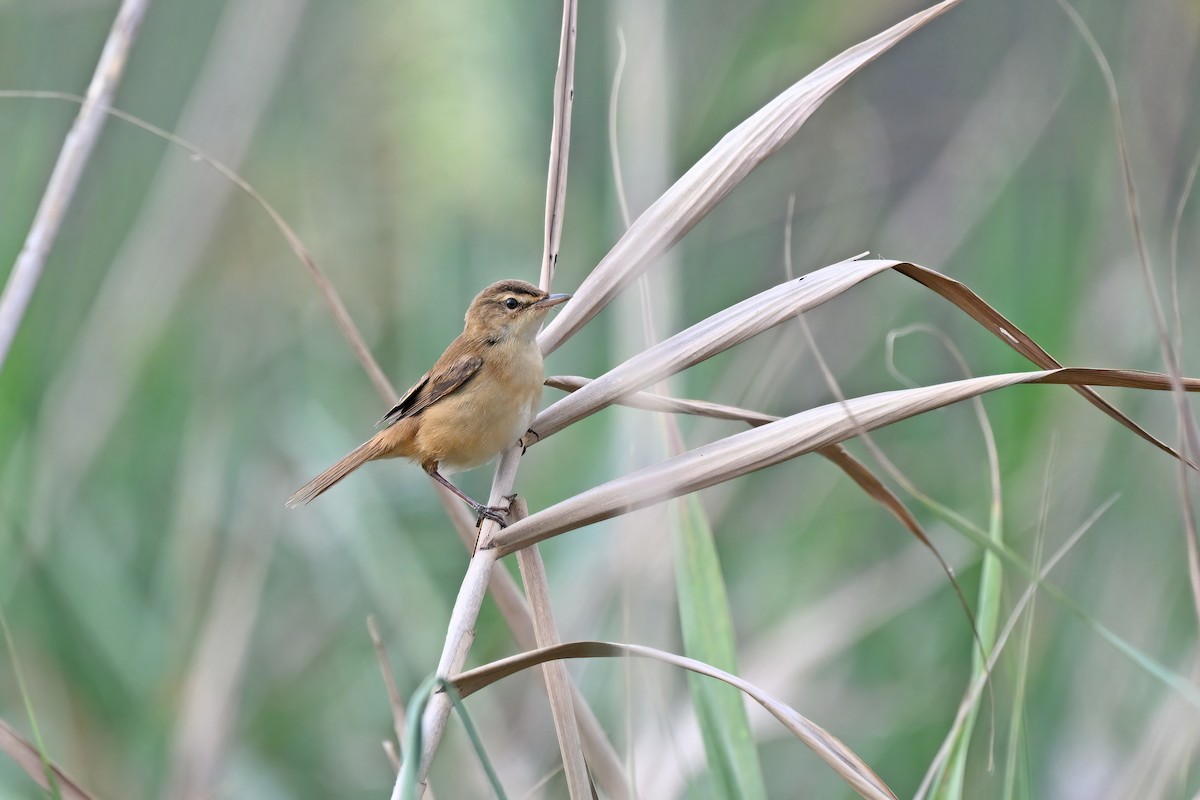 マンシュウイナダヨシキリ - ML647555833