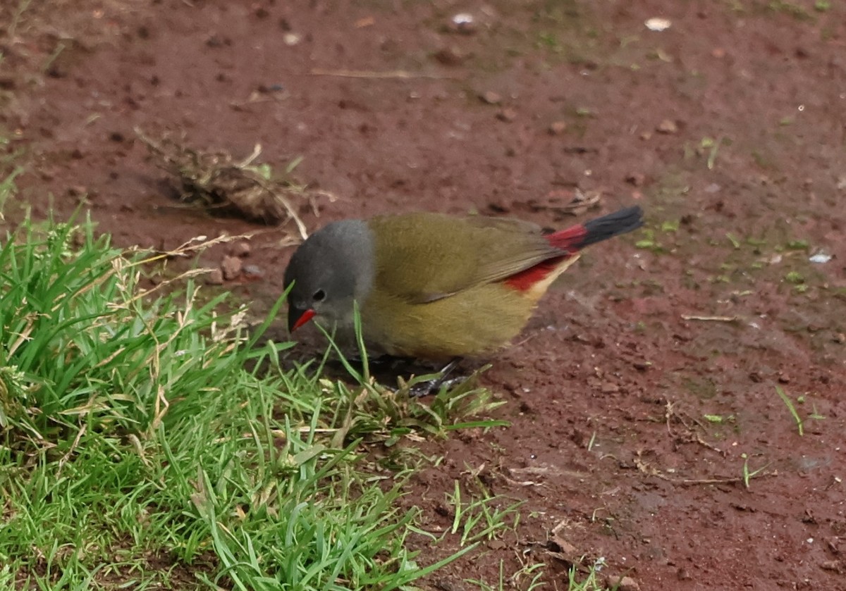 ヒガシキバラカエデチョウ - ML647555834