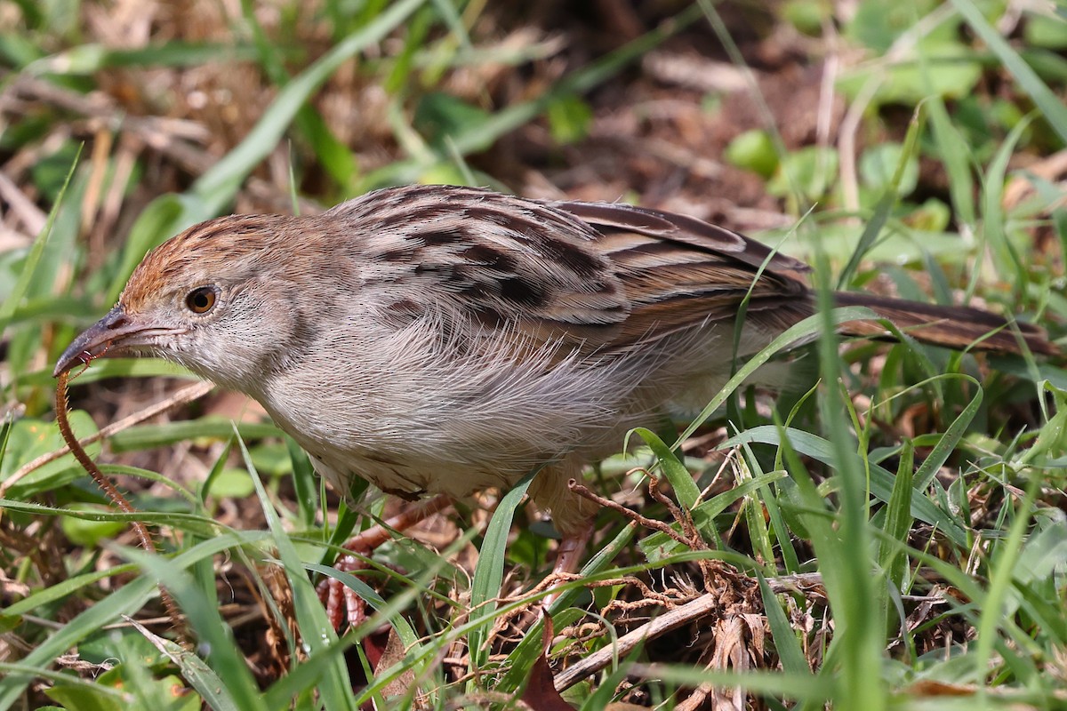 アフリカセッカ - ML647555839