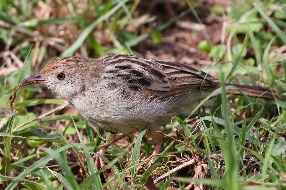 アフリカセッカ - ML647555840