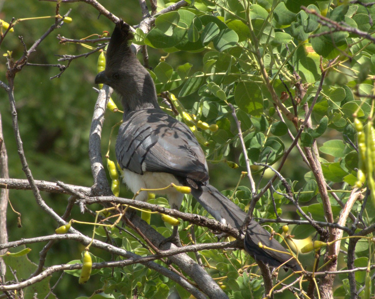 シロハラハイイロエボシドリ - ML647555841