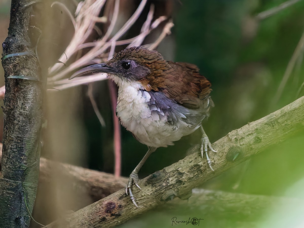 オオマルハシ - ML647555842