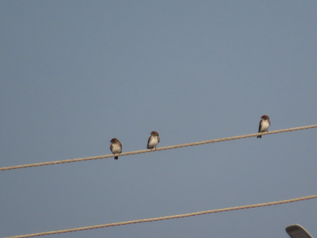 ズアカサンショクツバメ - ML647555843