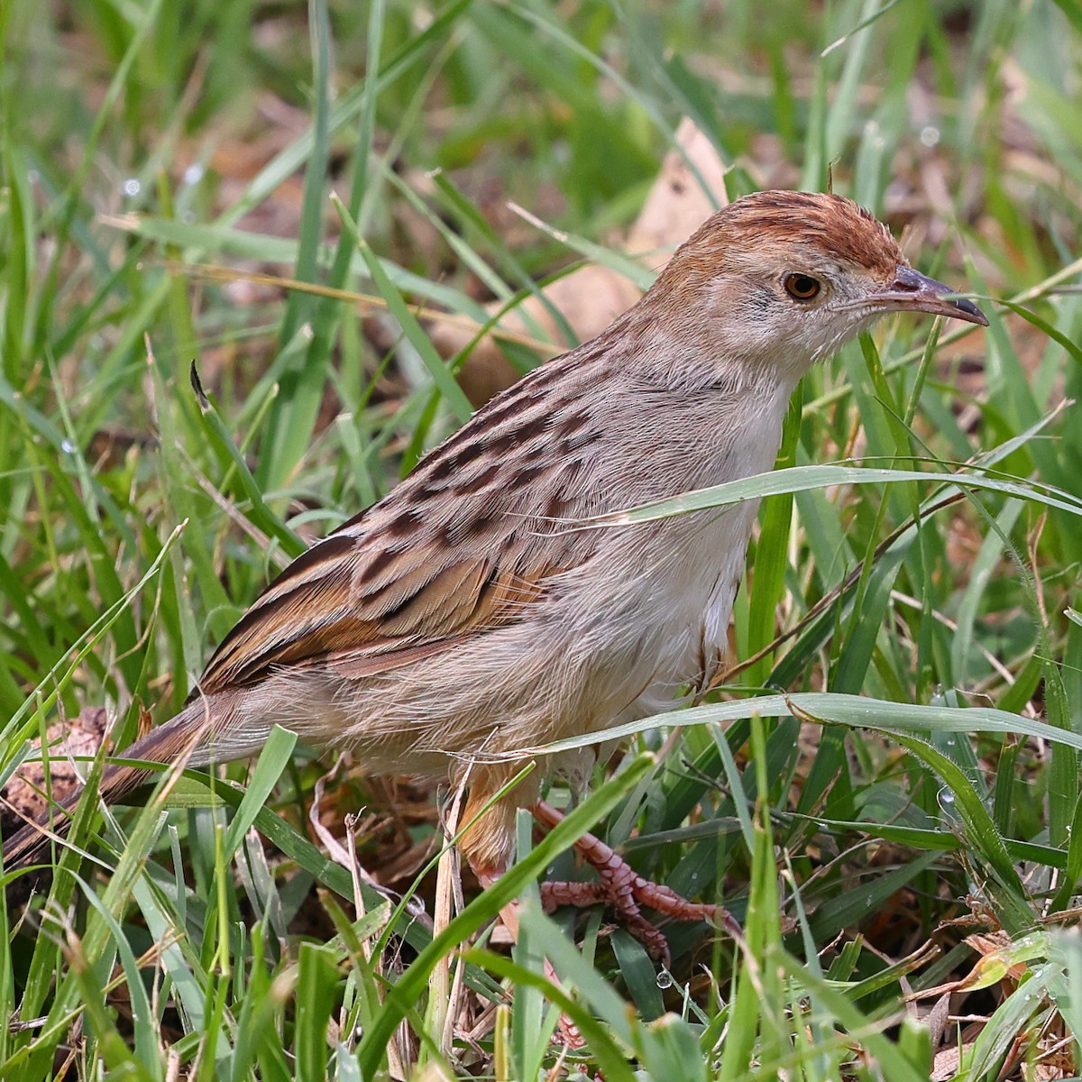 アフリカセッカ - ML647555845