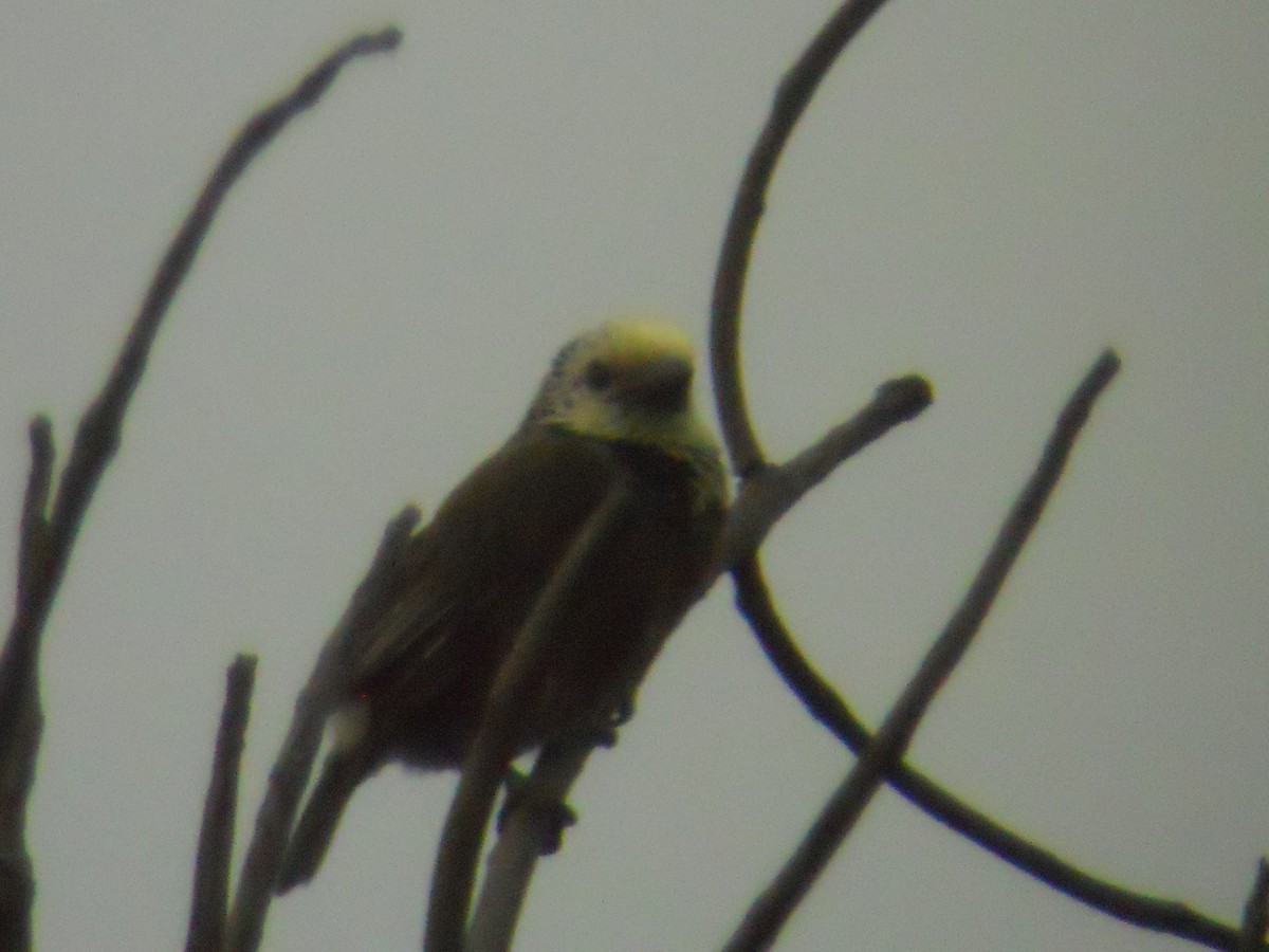 gulmaskeskjeggfugl - ML647555848