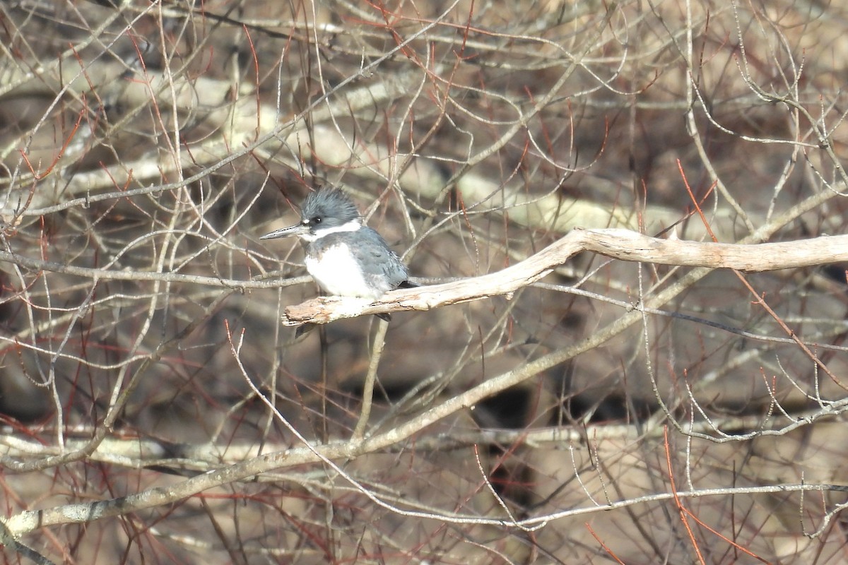 Belted Kingfisher - ML647555855