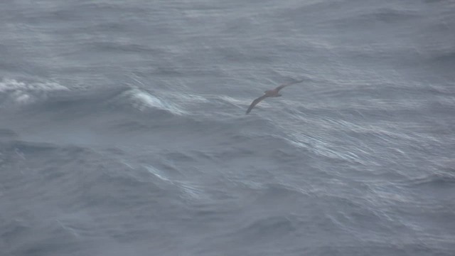 Pink-footed Shearwater - ML647555859