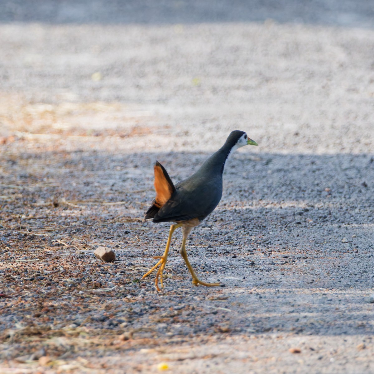 White-breasted Waterhen - ML647555866