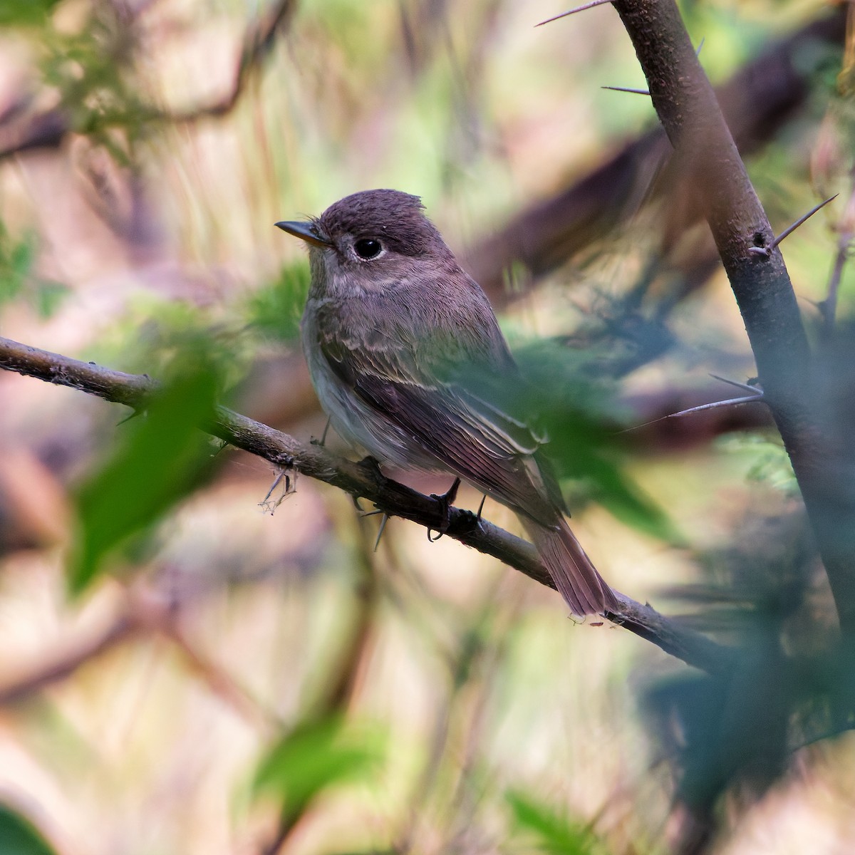 Asian Brown Flycatcher - ML647555880