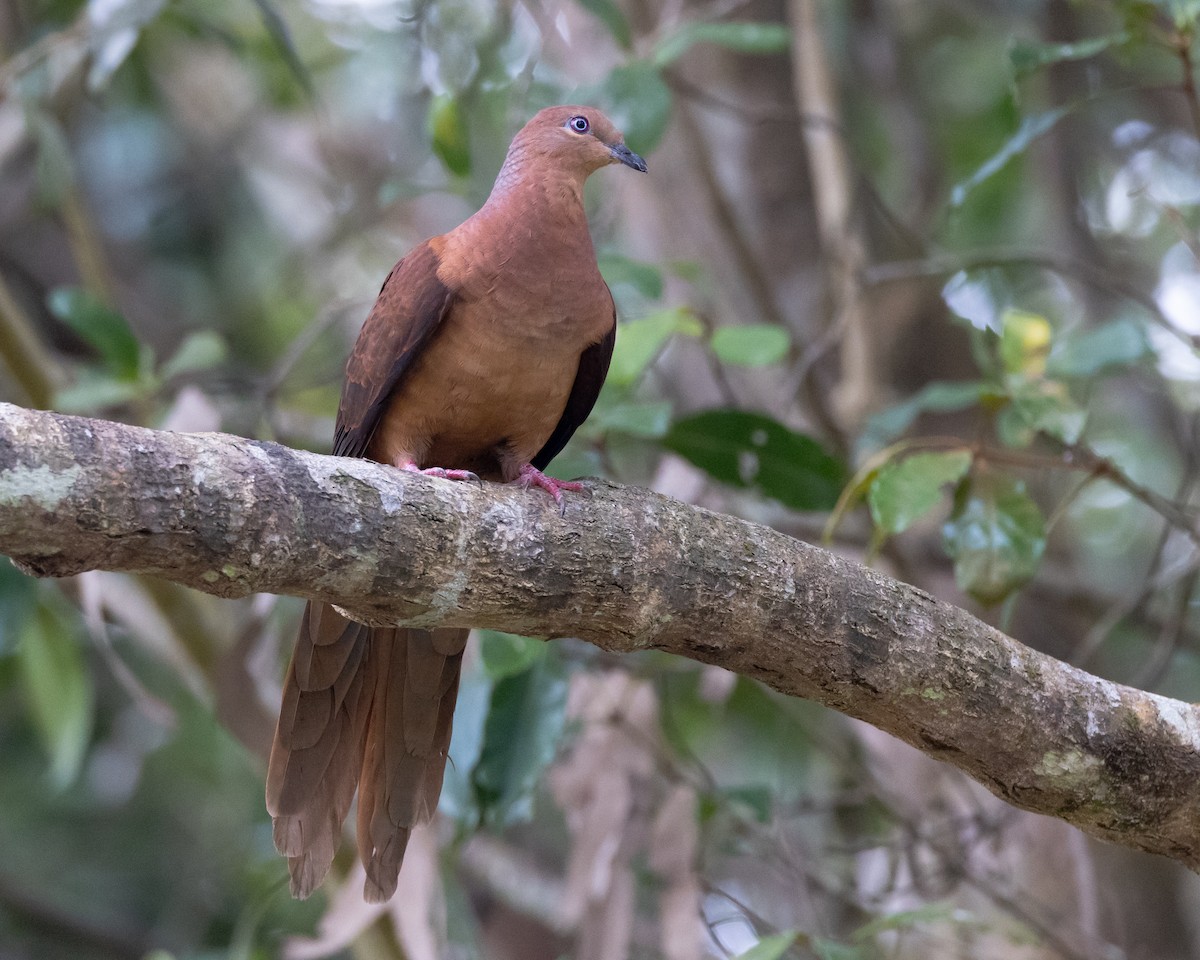 Brown Cuckoo-Dove - ML647555926
