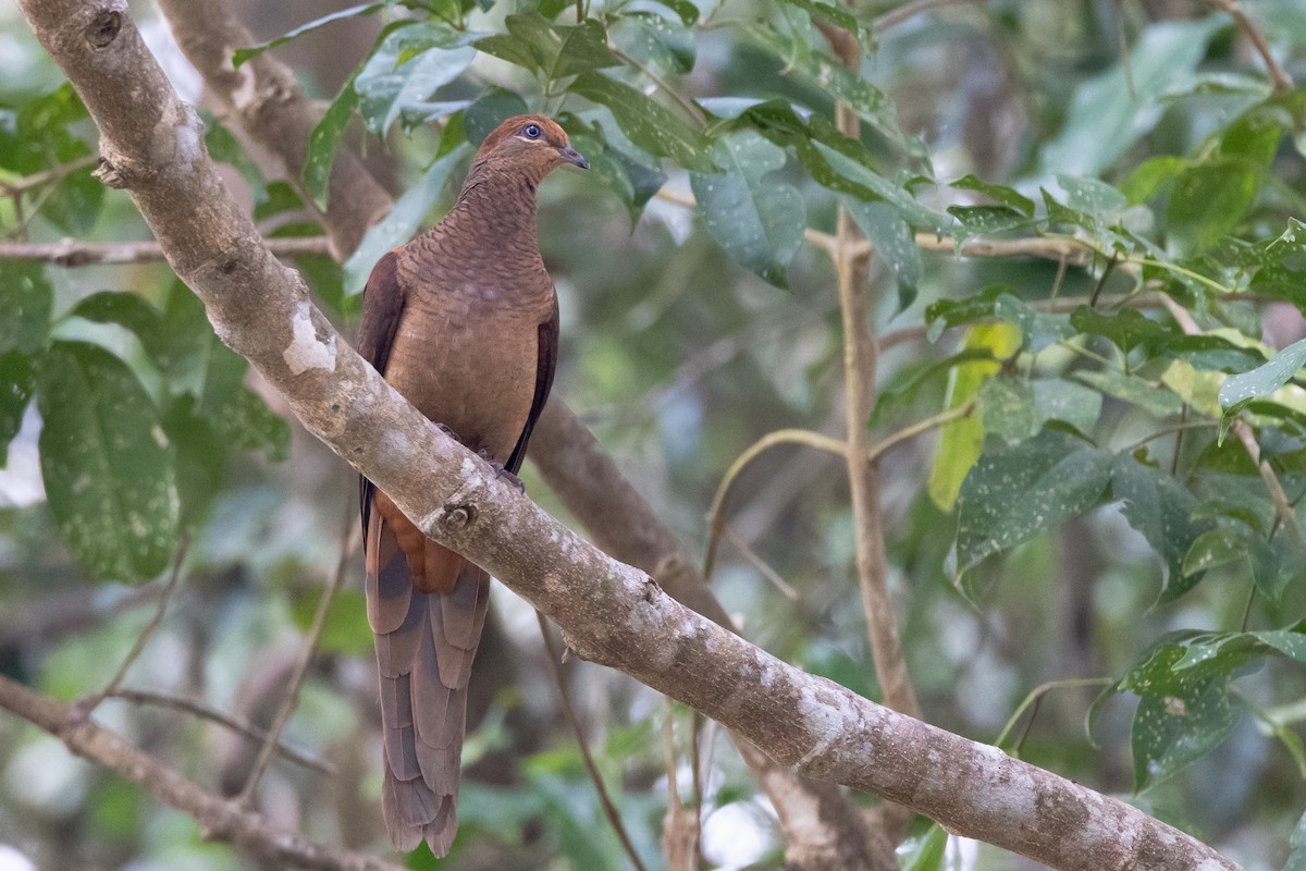 Brown Cuckoo-Dove - ML647555927