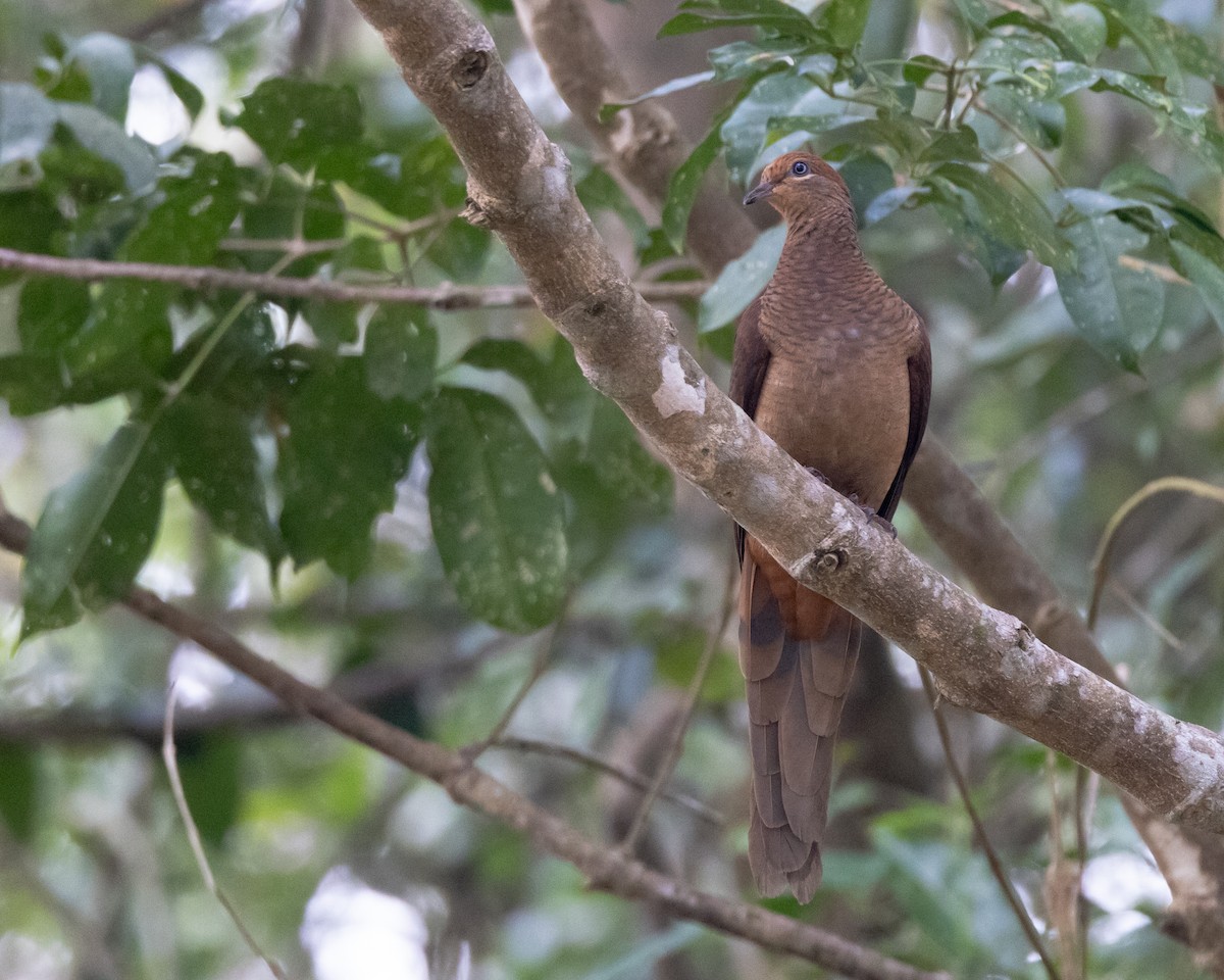 Brown Cuckoo-Dove - ML647555928