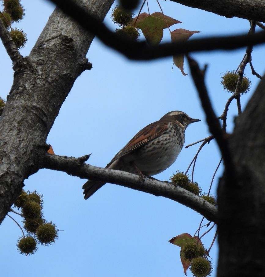 Дрізд темний - ML647555929