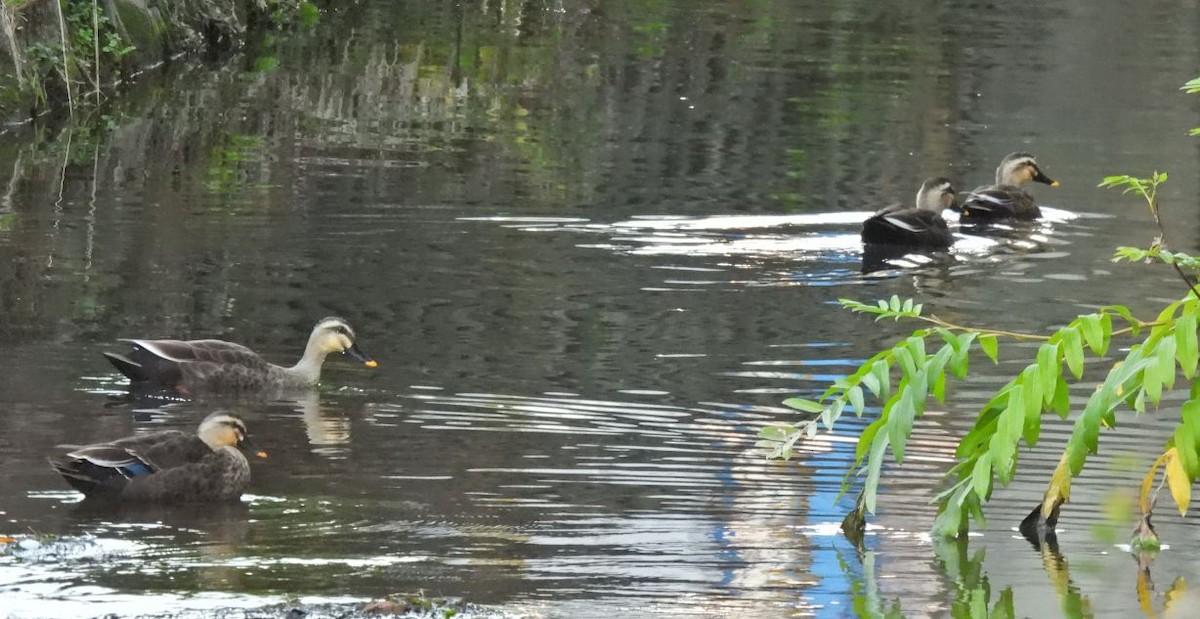 Крижень китайський - ML647555979