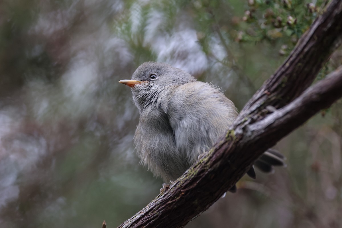 マスカリンメジロ - ML647555984