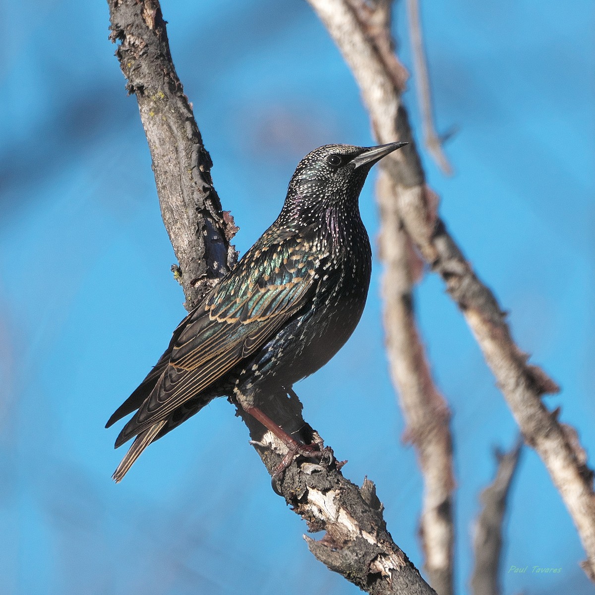 European Starling - ML647555985